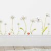 Daises